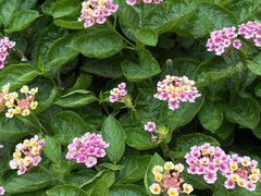 -瓦库茶馆17号(海汇港店)