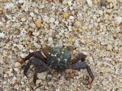 -红树林天天赶海