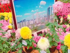 -西北湖绿化广场