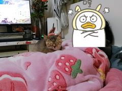 -瑞派名望24h动物医院异宠专科·猫专科·骨科·重症监护分院