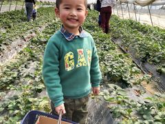 -小鱼草莓采摘园农家乐·小鱼餐厅