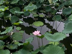 -荔湾湖公园