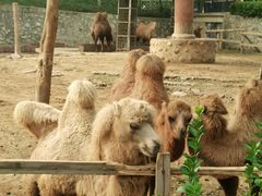 -石家庄市动物园