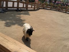 -辛玛王国游乐园