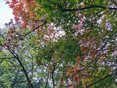 -香山公园