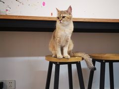 -柴迷FANS CLUB·柴犬狗咖·猫咖