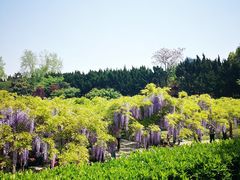 -嘉定紫藤园