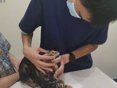 -佩兹宠物医院肿瘤专科·眼科·牙科(黄浦店)