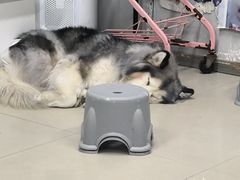 -汪说·狗咖(旺城大厦店)