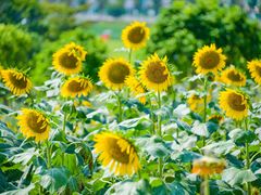 -光明小镇欢乐田园