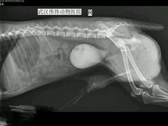 -伟伟宠物医院·CT影像中心·瑞派犬猫综合性门诊(汉口总院)