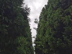 -武陵山森林公园