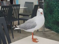 -黄金海岸