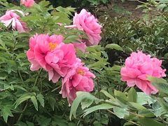 -黄村公园