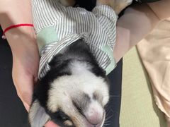 -逗柴咖啡屋·狗咖猫咖宠物桌游