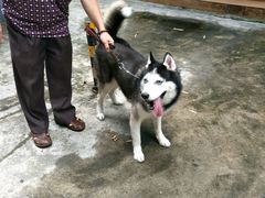 -严国平动物医院(德政总院)