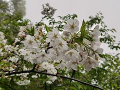 -南山植物园
