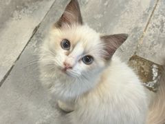 -楼上猫咖(罗湖店)