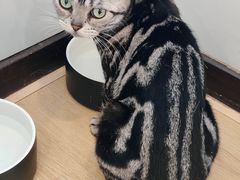 -有喵·猫咖·狗咖·30几只猫10只小狗(岗厦店)