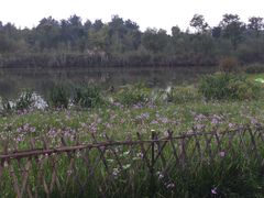 -白鹭湾湿地公园