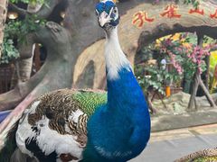 -西双版纳原始森林公园