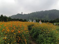 -南沙蒲洲花园