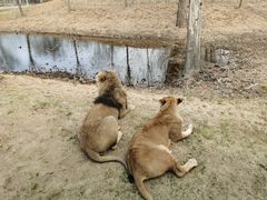 -北京野生动物园