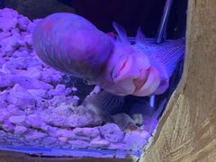 罗汉鱼-庄隐阁(悠方广场店)