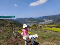 -桑洲油菜花景区