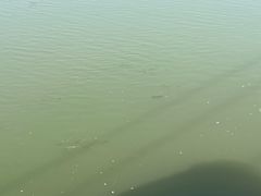 -洪泽湖古堰景区