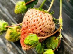 -胜丰草莓采摘园