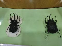 -上海大自然野生昆虫馆(东方明珠·爬宠昆虫探索中心)