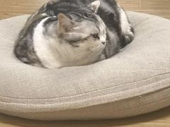 -猫和宫(六道口店)
