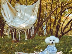 -超宠爱宠物摄影-Super pet