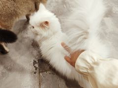 -楼上猫咖(罗湖店)