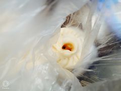 三丁大包-大龙汤包