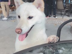 -柴犬高等学院·狗咖·柴犬售卖·宠物训练