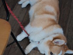 -肥朵食堂(带梦胡同店)