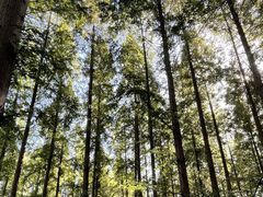 -黄海国家森林公园