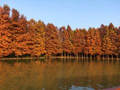 -上海海湾国家森林公园