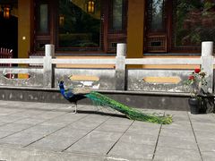 -都江堰普照寺