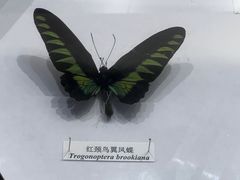-中国闽台缘博物馆
