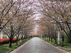 -高东镇樱花园