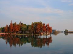 -贡湖湾湿地公园