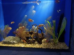 -上海海洋水族馆