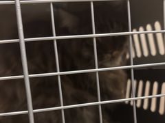 -瑞派宠物医院·犬猫全科·猫友好(宾水西道店)