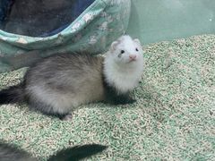 -藦茜花园宠物主题亲子互动体验馆(国顺东路店)