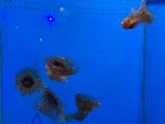 -泉城欧乐堡海洋极地世界