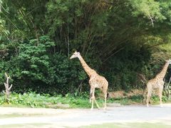 -广州长隆野生动物世界