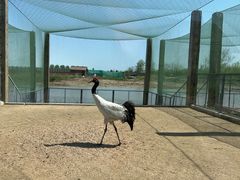 -盐城丹顶鹤湿地生态旅游区